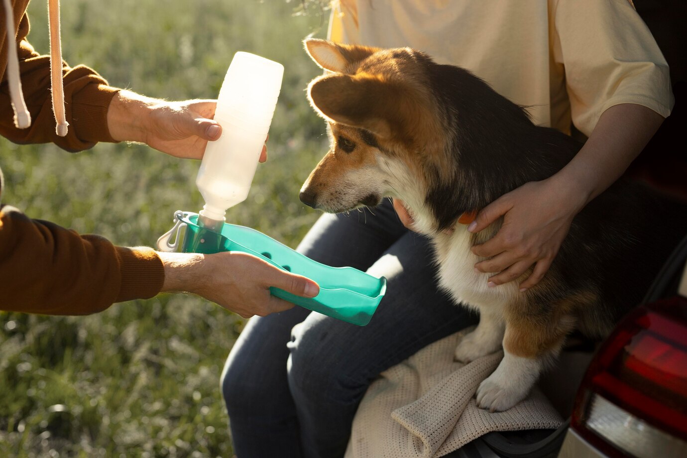 close-up-owners-giving-dog-water_23-2149027336 close-up-owners-giving-dog-water_23-2149027336